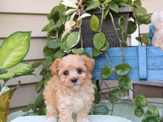 Toy Poodle dogs for sale: Peaches - Ad 1