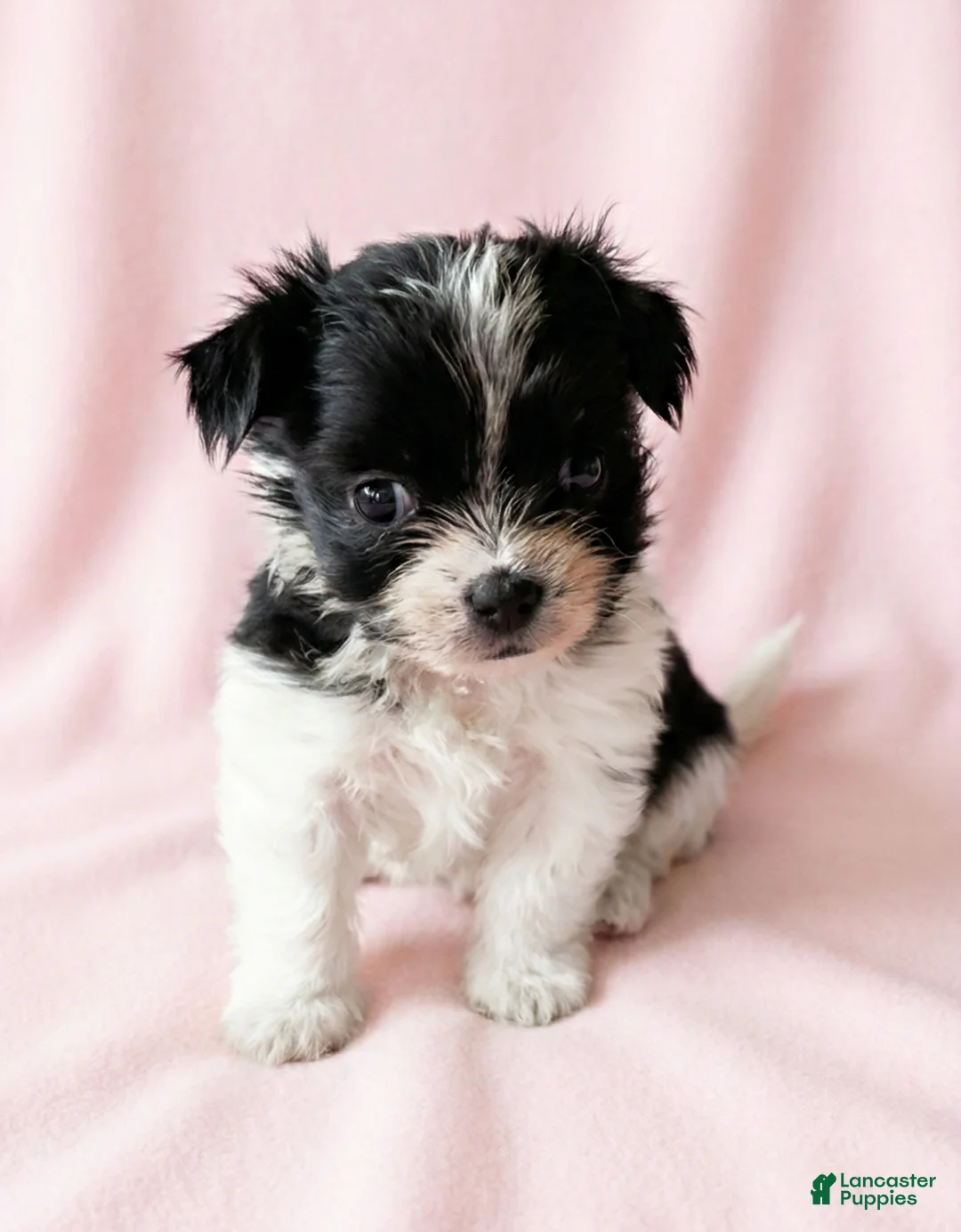Mixed Breed dogs for sale: Dolly - Ad 2