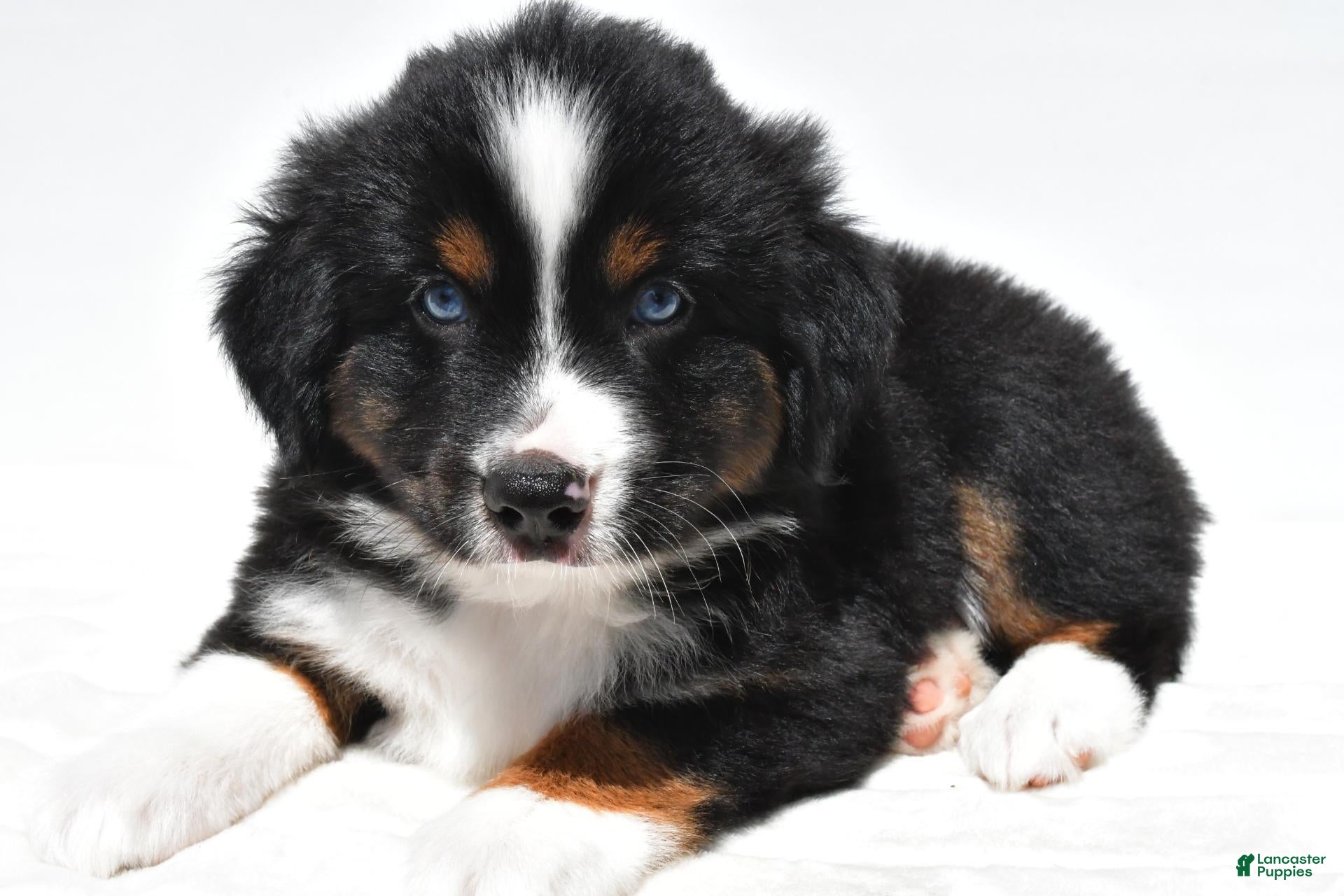 Miniature Australian Shepherd dogs Smokey - Ad 1