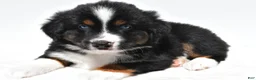 Miniature Australian Shepherd dogs for sale: Smokey - Ad 1