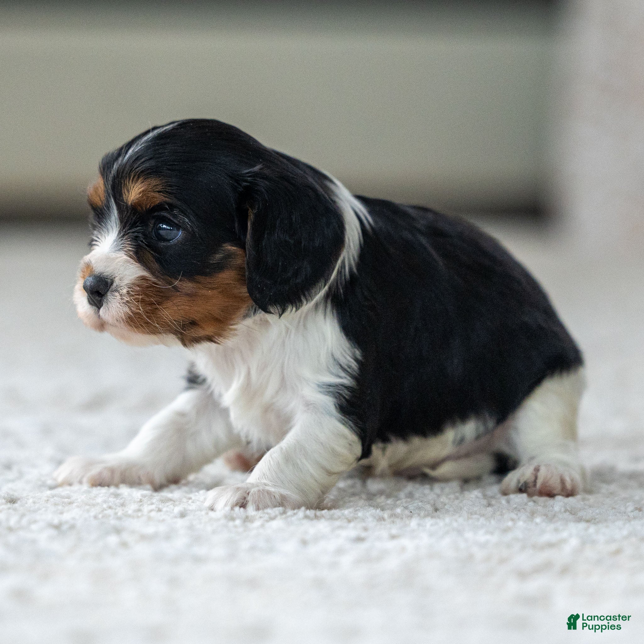 Cavalier King Charles Spaniel dogs Frost the Cavalier King Charles Spaniel - Ad 2