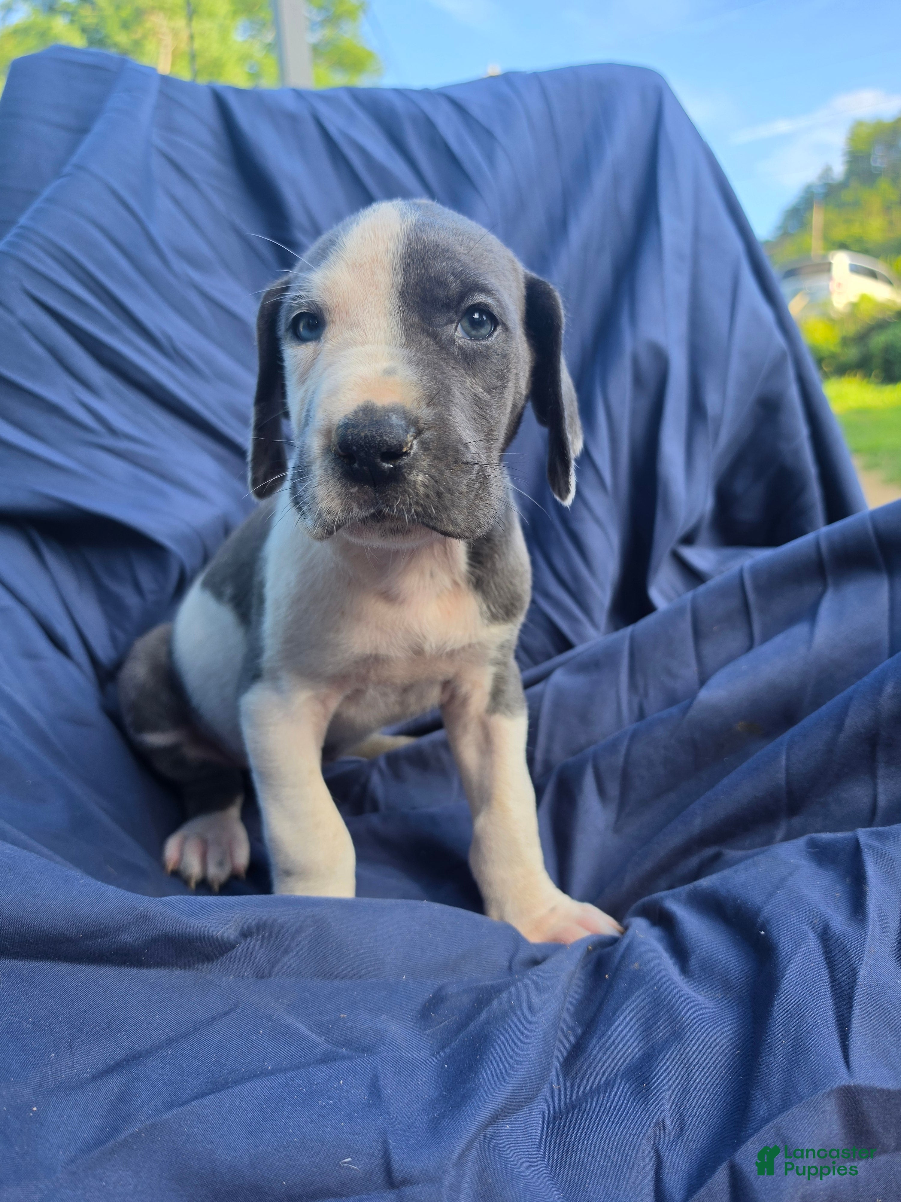Great Dane dogs Yukon - Ad 39