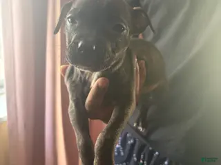 American Pit Bull Terrier dogs Princess - Ad 34