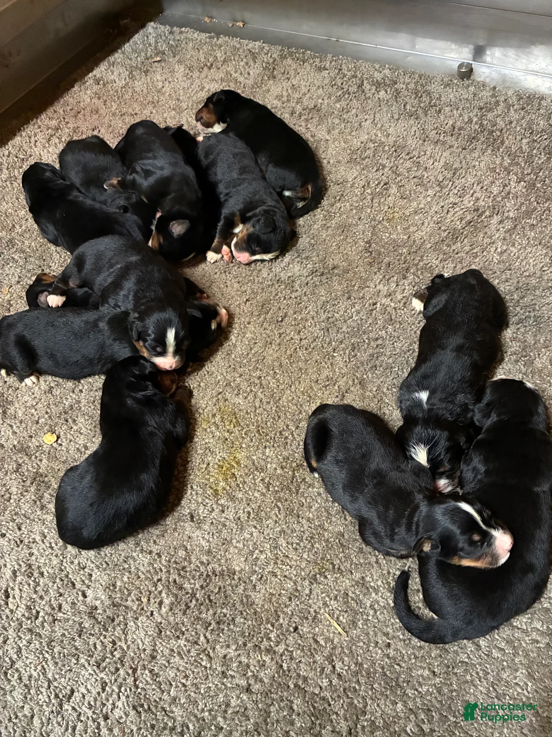 Bernese Mountain Dog dogs for sale: Bernese Mountain Dog Puppy 5 - Ad 1