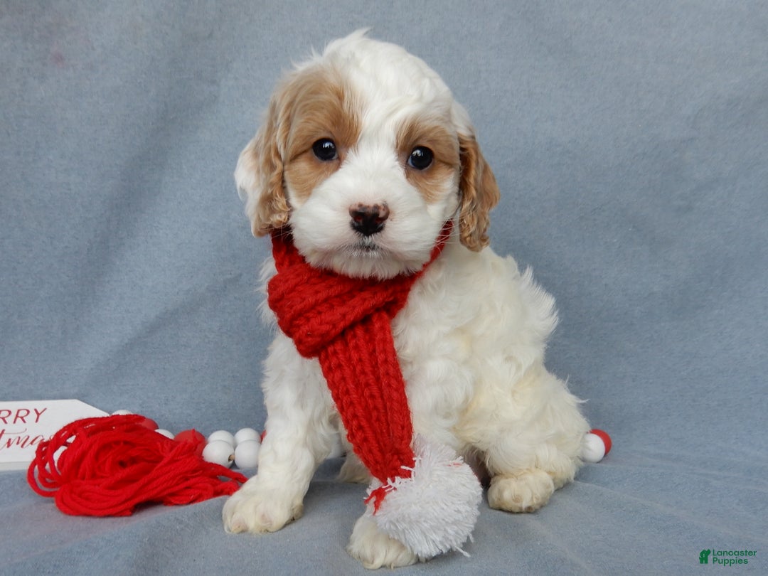 Cockapoo dogs for sale: Teddy - Ad 3