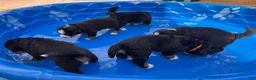 Bernese Mountain Dog dogs for sale: Bear - Ad 6