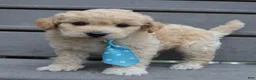 Mini Goldendoodle dogs for sale: Mini Gus - Ad 6