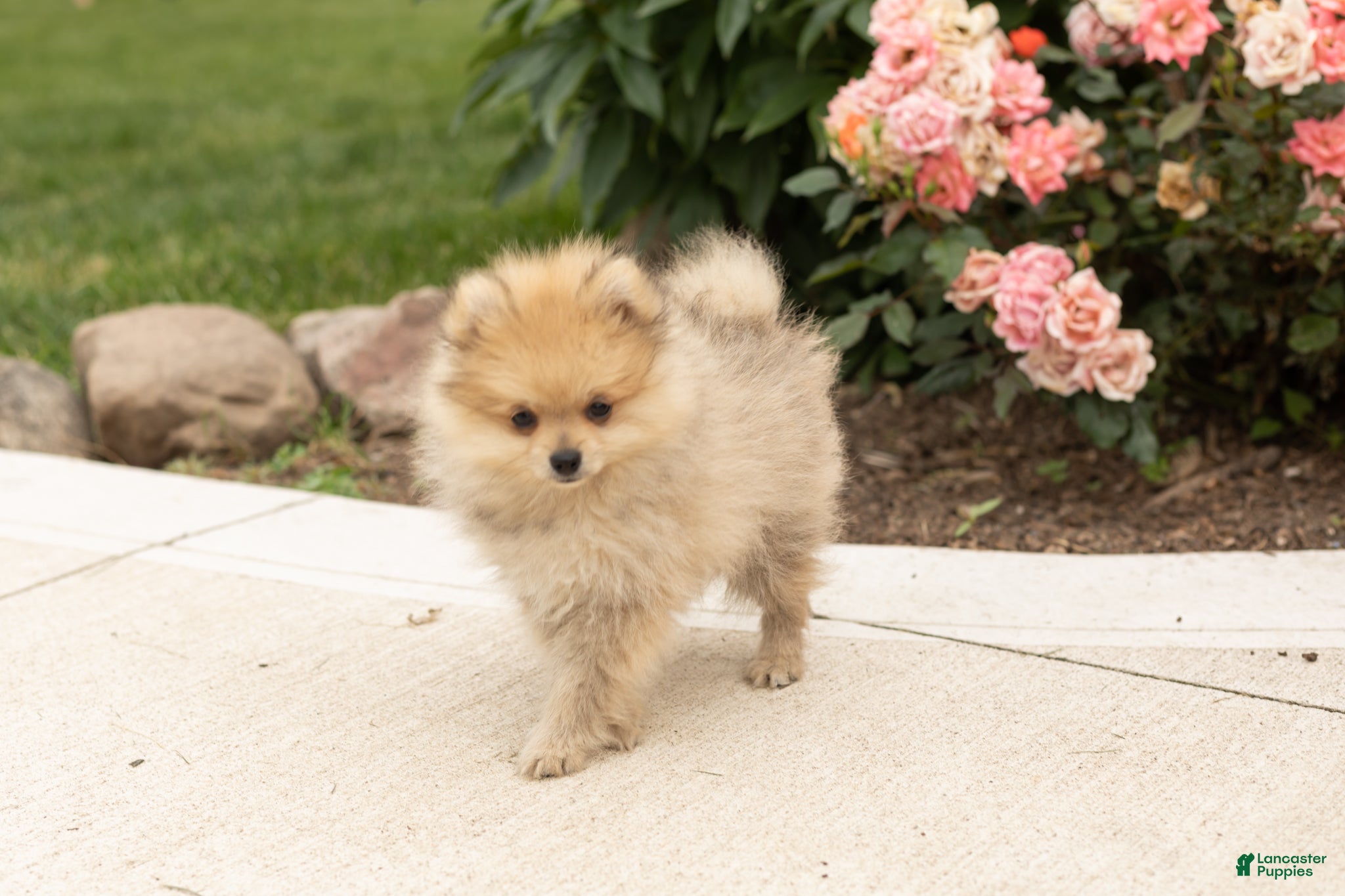 Pomeranian dogs Chip  - Ad 39
