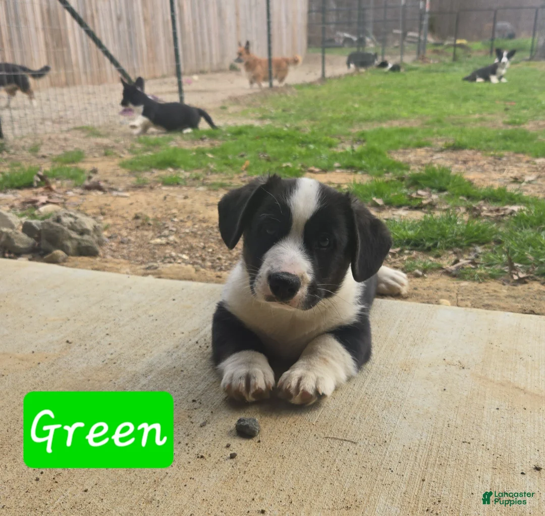 Welsh Corgi Cardigan dogs for sale: Welsh Corgi Cardigan Puppy 1 - Ad 2