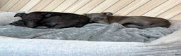Italian Greyhound dogs for sale: Skylar - Ad 5