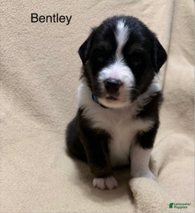 Miniature Australian Shepherd dogs Bentley - Ad 8