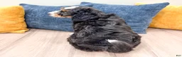 Mini Bernedoodle dogs for sale: Benson - Ad 4