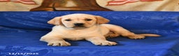 Labrador Retriever dogs for sale: Handsome - Ad 3