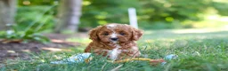 Cavapoo dogs for sale: Sky - Ad 19