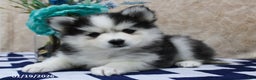 Pomsky dogs for sale: Cleo - Ad 4