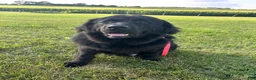 Newfoundland dogs for sale: Eve - Ad 2