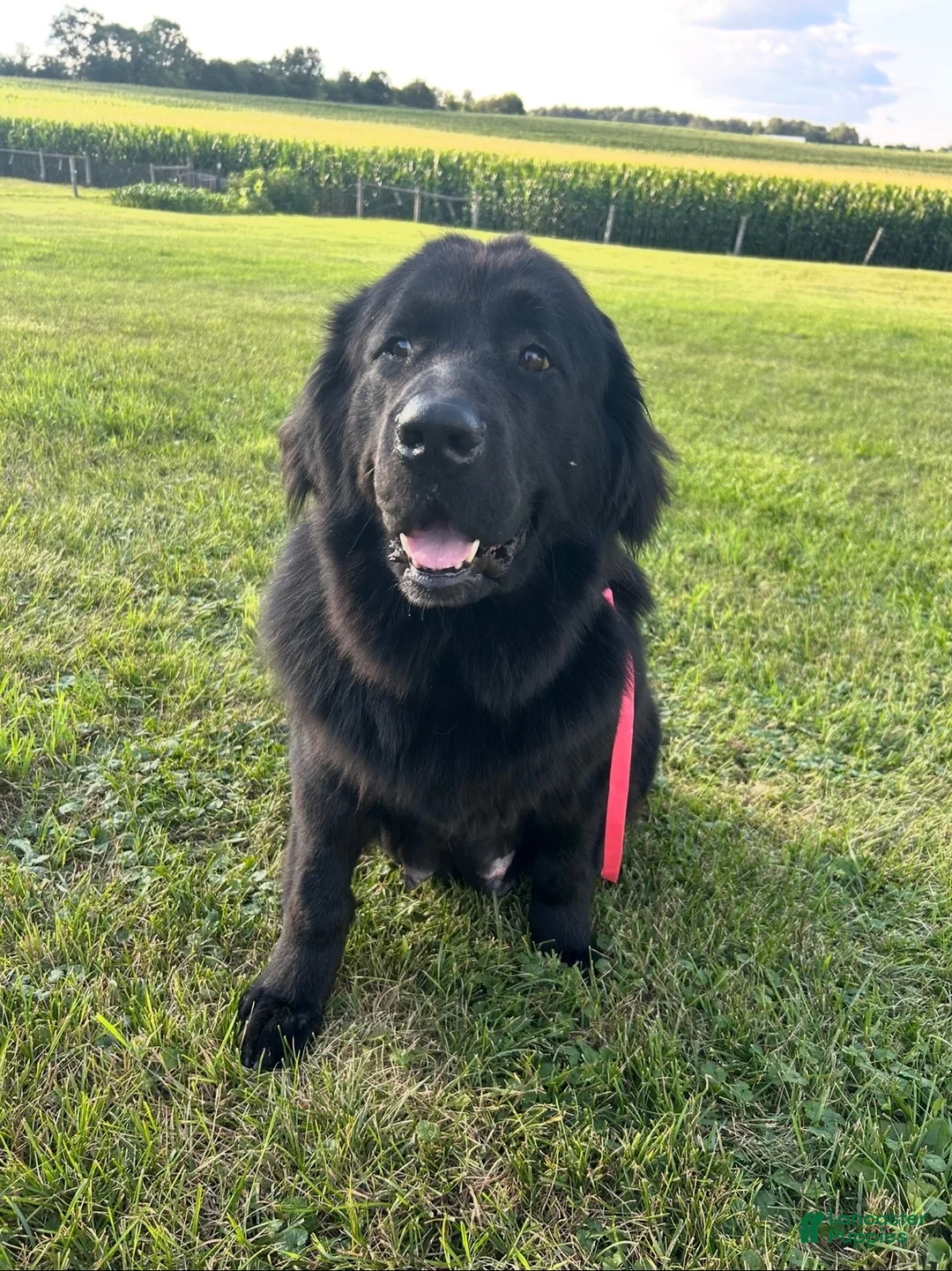 Newfoundland dogs for sale: Eve - Ad 2