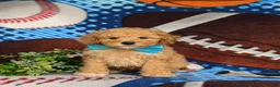 Mixed Breed dogs for sale: Marshall Hypoallergenic - Ad 4