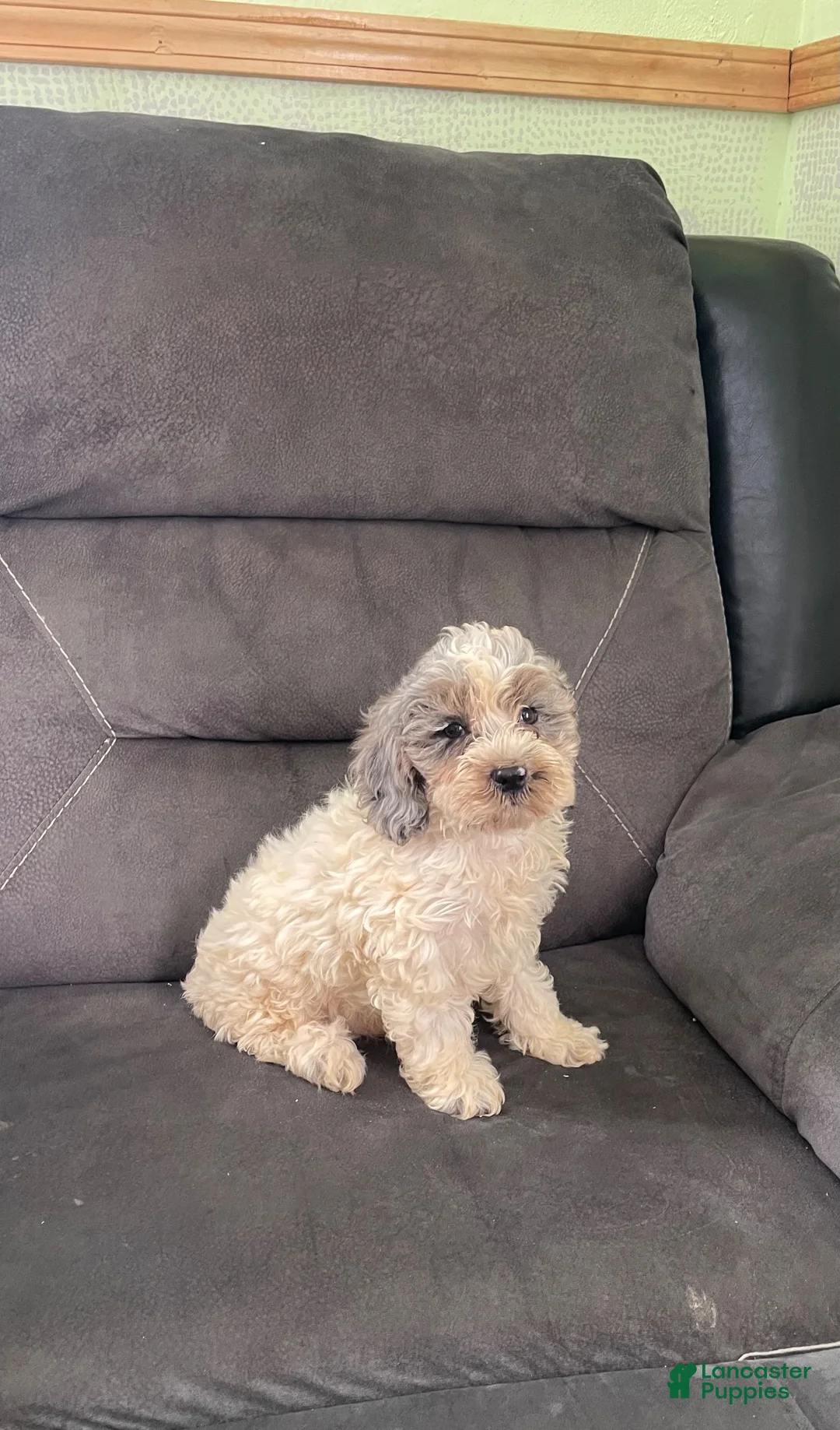 Cockapoo dogs for sale: Cockapoo 2 - Ad 7
