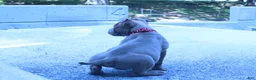 American Bully dogs for sale: Haze - Ad 2