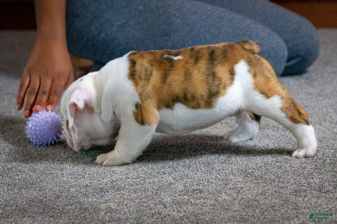 English Bulldog dogs for sale: Diesel - Ad 5