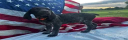 German Shorthaired Pointer dogs for sale: Millard - Ad 2