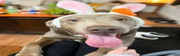 Labrador Retriever dogs for sale: Gus - Ad 8