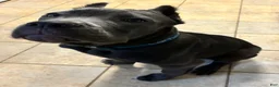 Cane Corso dogs for sale: Maximus - Ad 3