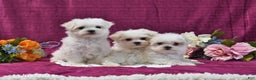 Maltese dogs for sale: Spencer - Ad 5