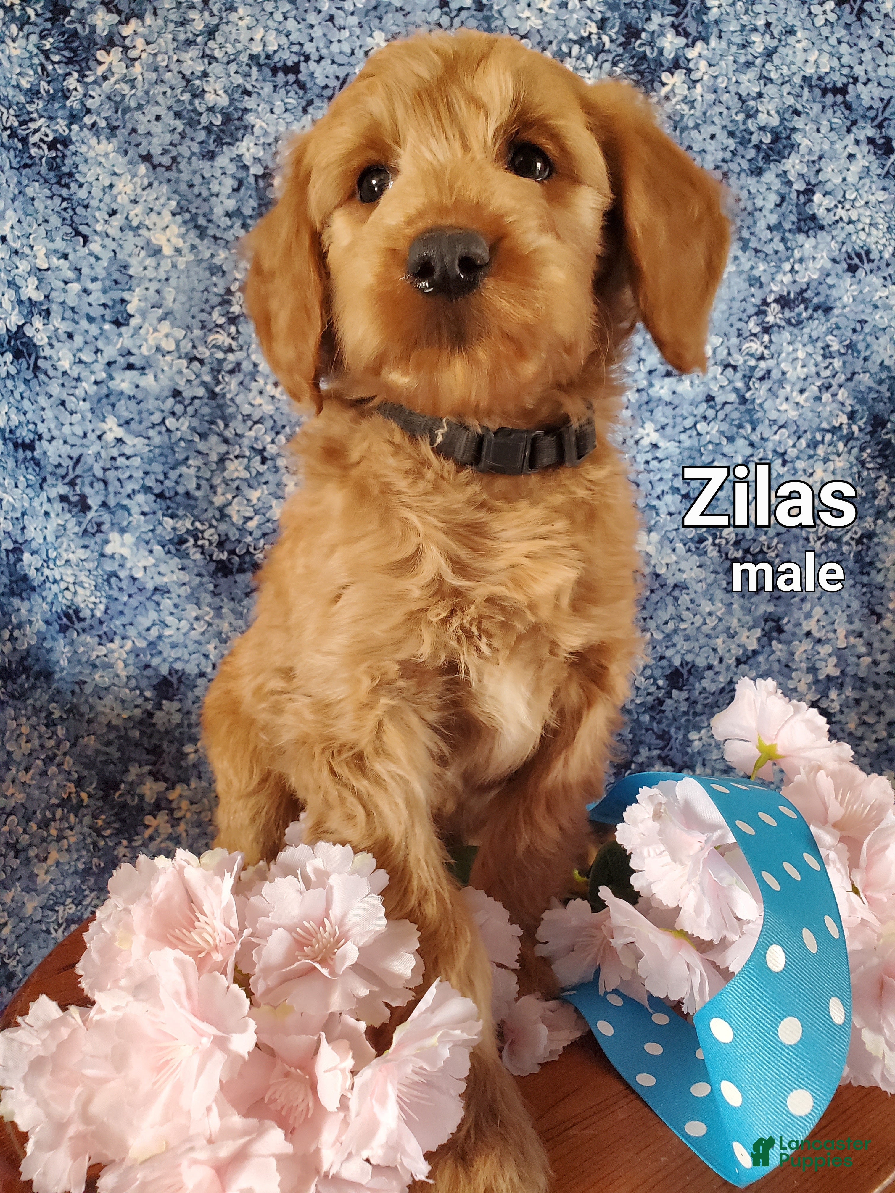 Mini Goldendoodle dogs Zilas - Ad 1