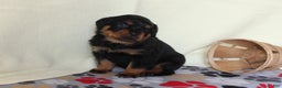 Rottweiler dogs for sale: Grace - Ad 3