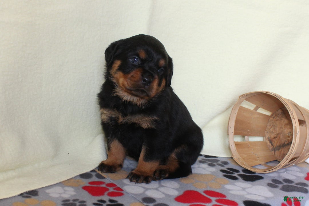 Rottweiler dogs for sale: Grace - Ad 3