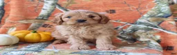 Cavapoo dogs for sale: Hickory - Ad 3