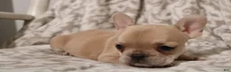 French Bulldog dogs for sale: Lily - Ad 7