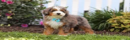 Mini Bernedoodle dogs for sale: Adrian - Ad 4