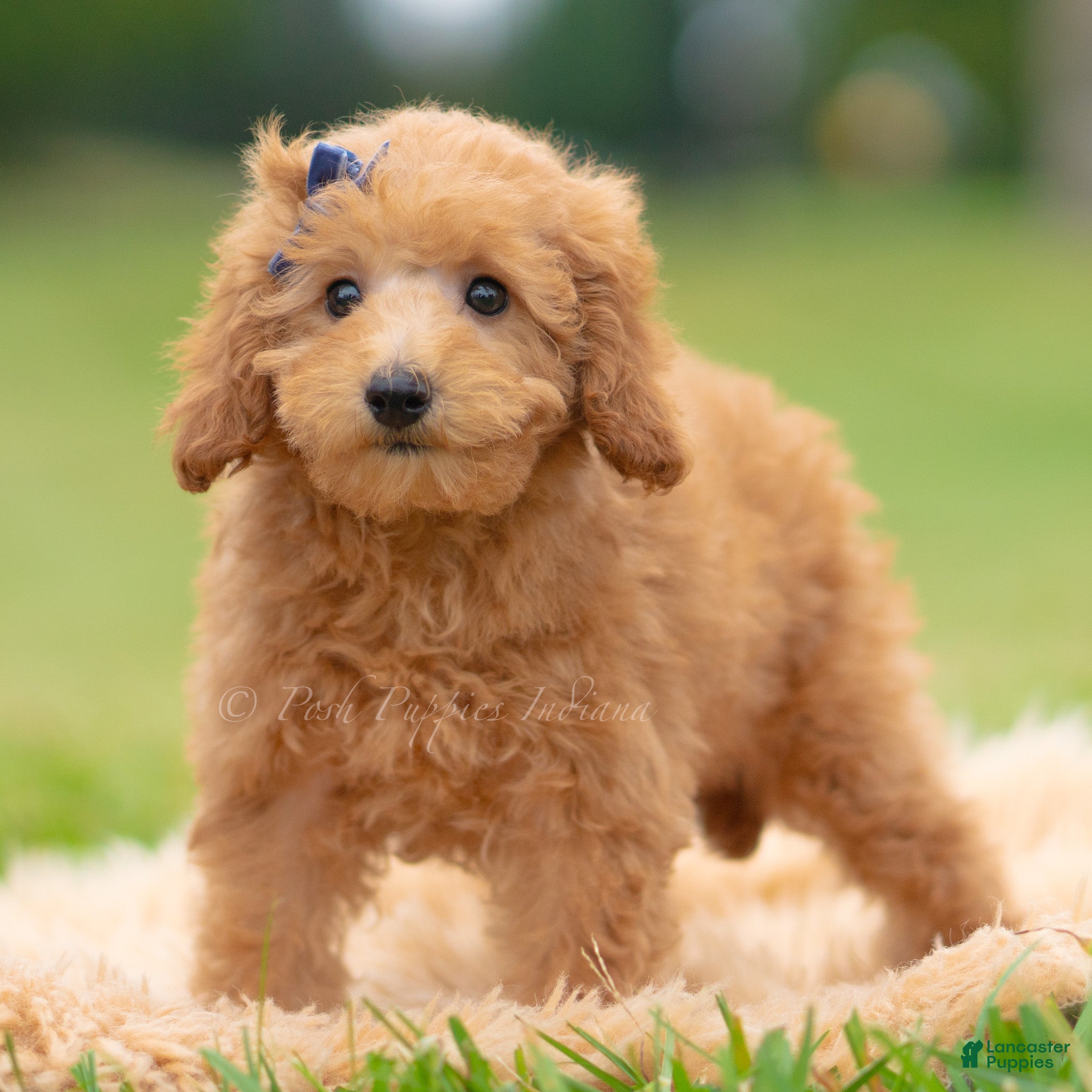 Mini Goldendoodle dogs Sammy - Ad 15