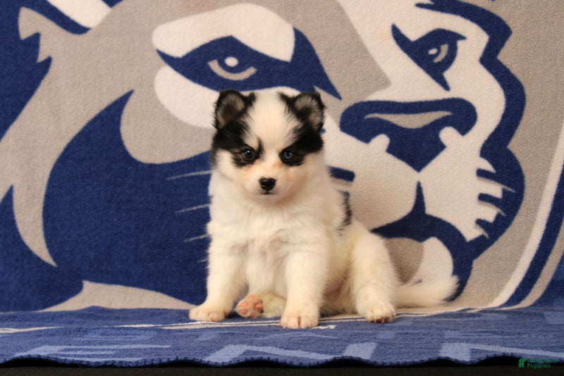 Pomsky dogs Lucas - Ad 1