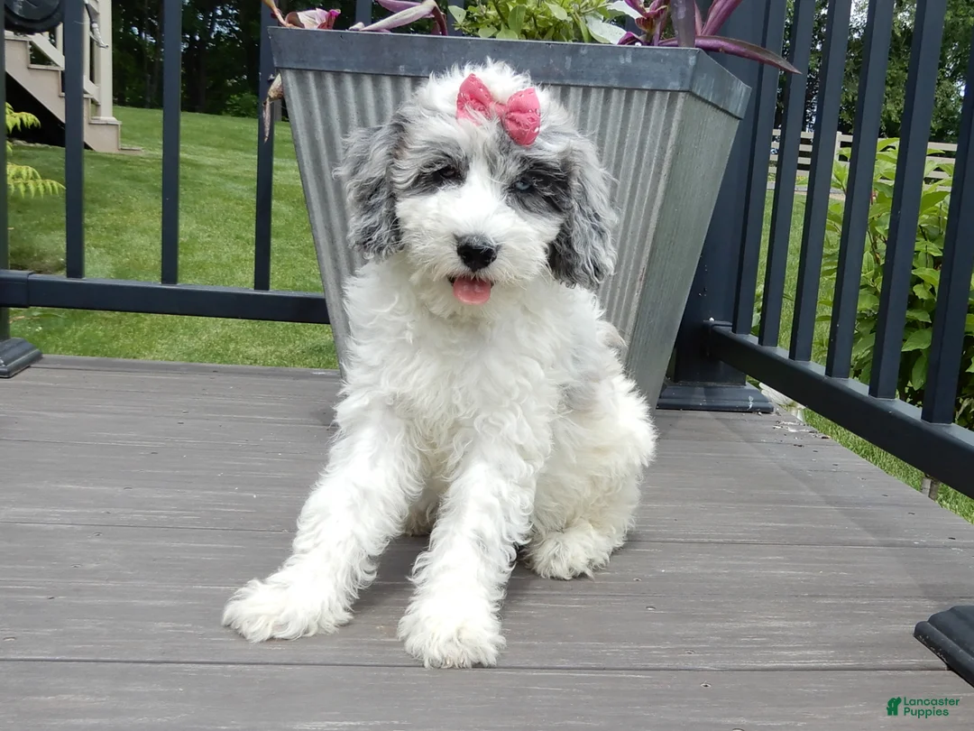 Sheepadoodle dogs for sale: Willow - Ad 1
