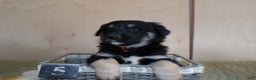 Border Collie dogs for sale: Border Collie Puppy 5 Saratoga - Ad 4
