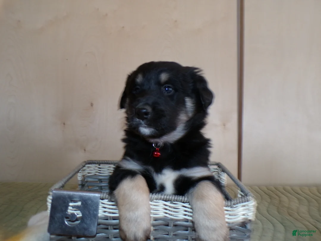 Border Collie dogs for sale: Border Collie Puppy 5 Saratoga - Ad 4