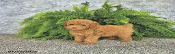 Toy Poodle dogs for sale: Mason Extra Small - Ad 4