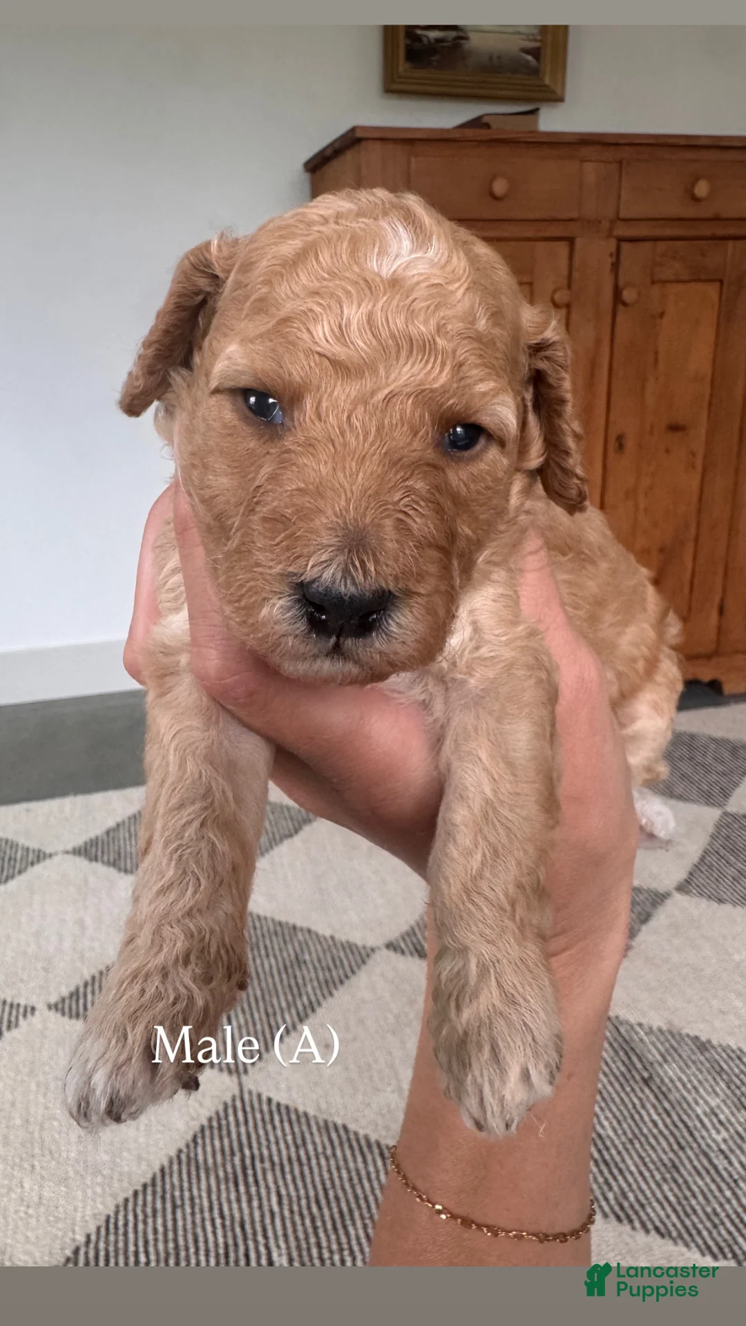 Mini Goldendoodle dogs for sale: Mini Goldendoodle Puppy 1 - Ad 1