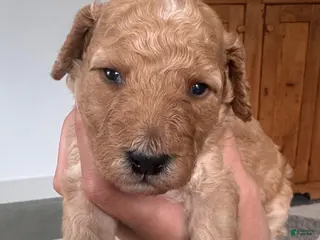 Mini Goldendoodle dogs for sale: Mini Goldendoodle Puppy 1 - Ad 3