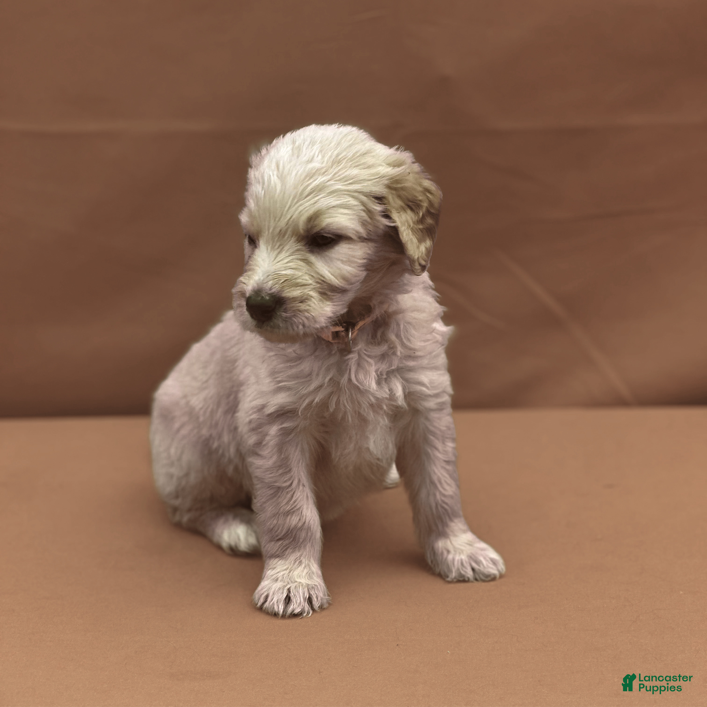 Goldendoodle dogs Ashoka Tano - Ad 1