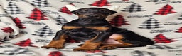 Doberman Pinscher dogs for sale: Scarlet - Ad 2