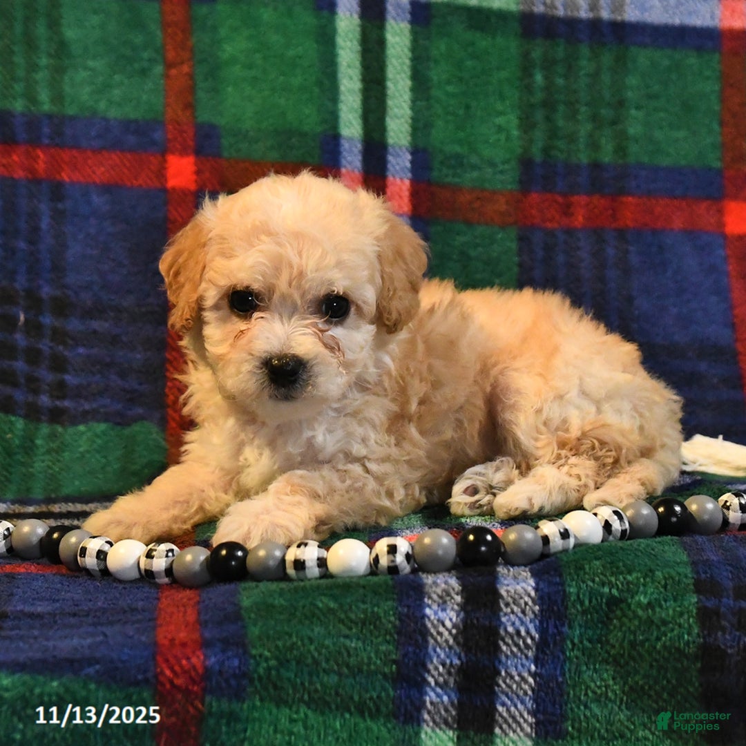 Bichpoo dogs for sale: Tulip - Ad 9