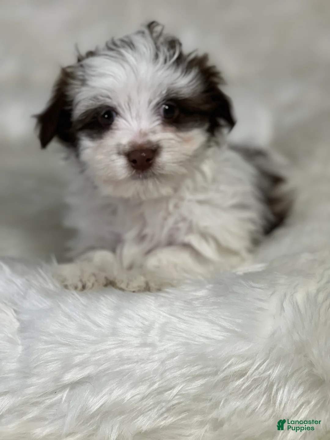 Havanese dogs for sale: Panda Girl - Ad 7