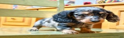 Dachshund dogs for sale: Standard black and tan dapple - Ad 2