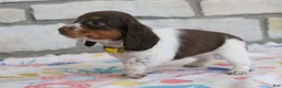 Miniature Dachshund dogs for sale: Anna - Ad 11