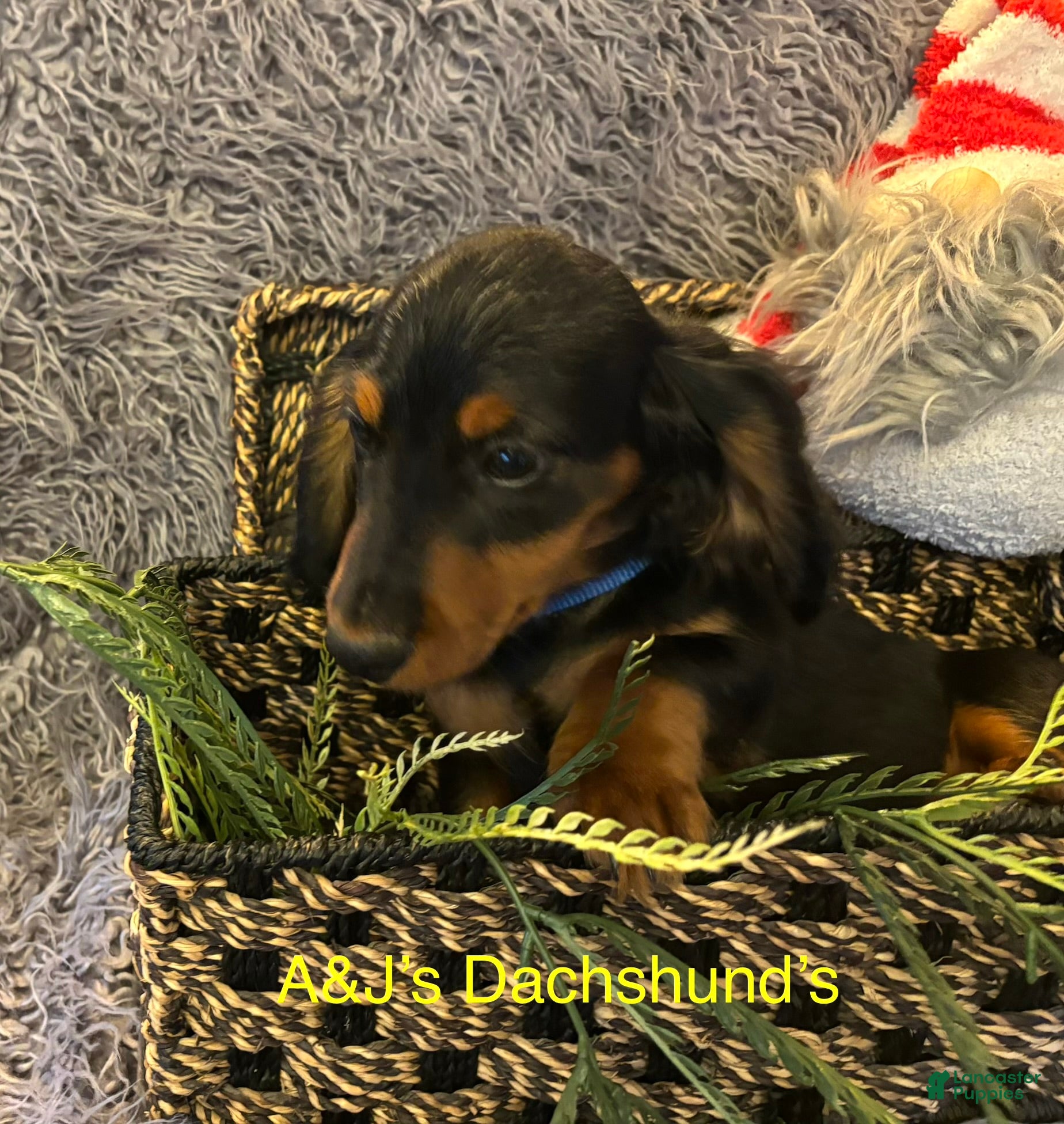 Miniature Dachshund dogs Miniature Dachshund Puppy 3 - Ad 34